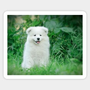 Samoyed puppy portrait Sticker